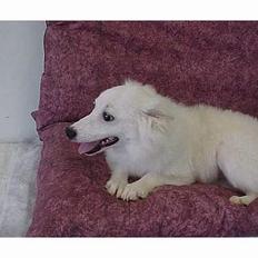 Amerikansk eskimohund Laika