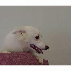 Amerikansk eskimohund Laika