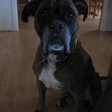 Boxer Ricki *himmelhund*