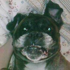 Boxer Ricki *himmelhund*