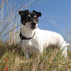 Dansk svensk gaardhund Snukki