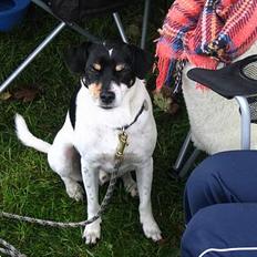 Dansk svensk gaardhund Snukki