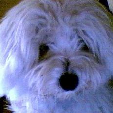 Coton de tulear Skot