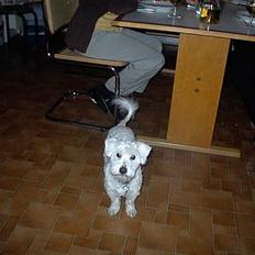Coton de tulear Skot
