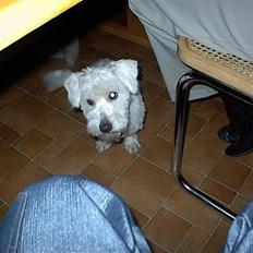 Coton de tulear Skot