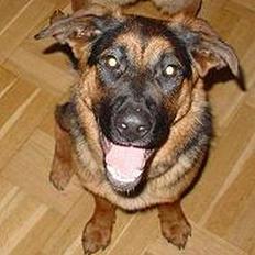 Blanding af racer Sally