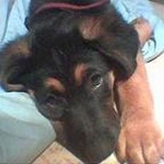 Blanding af racer Sally