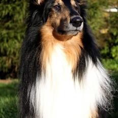 Collie langhåret Simba - sov sødt min skat!