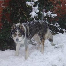 Siberian husky celik