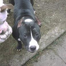 Amerikansk staffordshire terrier Gipsy - død 2005 -