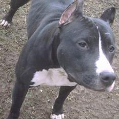 Amerikansk staffordshire terrier Gipsy - død 2005 -