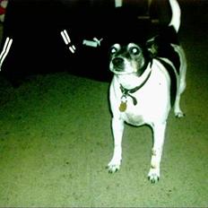 Dansk svensk gaardhund Pjevs *død*