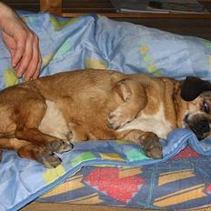 Blanding af racer Max