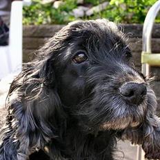 Cocker spaniel Sille † d. 14/4-08