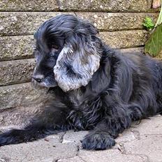 Cocker spaniel Sille † d. 14/4-08