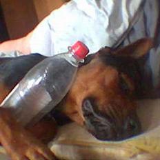 Blanding af racer Samson