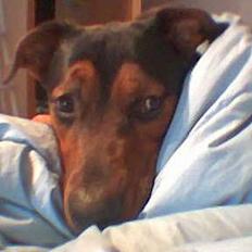 Blanding af racer Samson