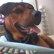 Blanding af racer Samson