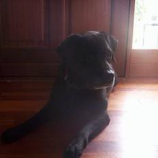 Labrador retriever Trine *BORTE*