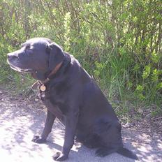 Labrador retriever Trine *BORTE*