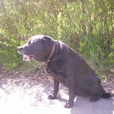 Labrador retriever Trine *BORTE*