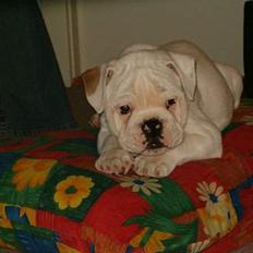 Engelsk bulldog Ludwig (død)
