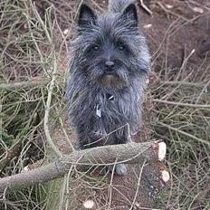 Cairn terrier Vicky Leandros *HIMMELHUND*