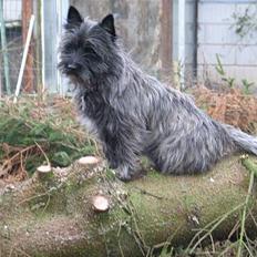 Cairn terrier Vicky Leandros *HIMMELHUND*