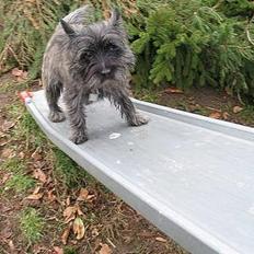 Cairn terrier Vicky Leandros *HIMMELHUND*