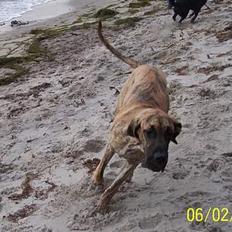 Grand danois Kørup´s Anastacia 