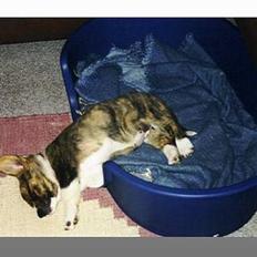 Welsh corgi cardigan Gaia