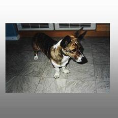 Welsh corgi cardigan Gaia