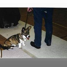 Welsh corgi cardigan Gaia