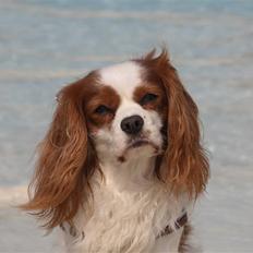 Cavalier king charles spaniel La`Fontaine`s Gizmo R.I.P
