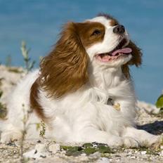 Cavalier king charles spaniel La`Fontaine`s Gizmo R.I.P