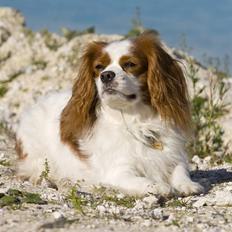 Cavalier king charles spaniel La`Fontaine`s Gizmo R.I.P