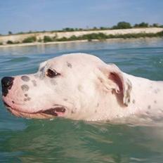 Amerikansk bulldog Chili 2001-2009