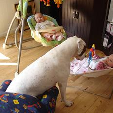 Amerikansk bulldog Chili 2001-2009