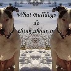 Amerikansk bulldog Skipper R.I.P