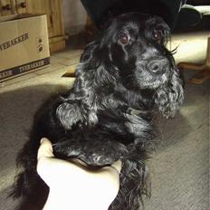 Cocker spaniel Sille † d. 14/4-08