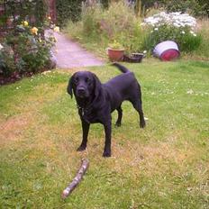 Labrador retriever Trille *SOLGT*