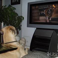 Bullmastiff Somogyvári Vitéz Ginger