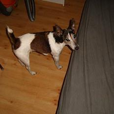 Glathåret foxterrier Sheik