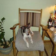 Glathåret foxterrier Sheik