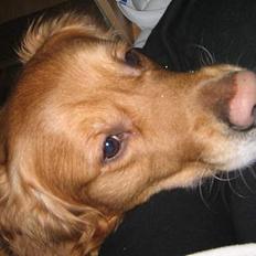 Golden retriever Nicky