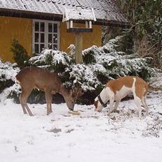 Amerikansk bulldog Fedesen