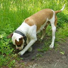 Amerikansk bulldog Fedesen