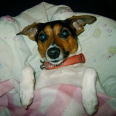 Dansk svensk gaardhund Bonnie<3..