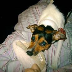 Dansk svensk gaardhund Bonnie<3..