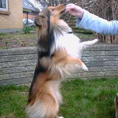 Shetland sheepdog Hero